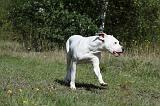 DOGUE ARGENTIN 041